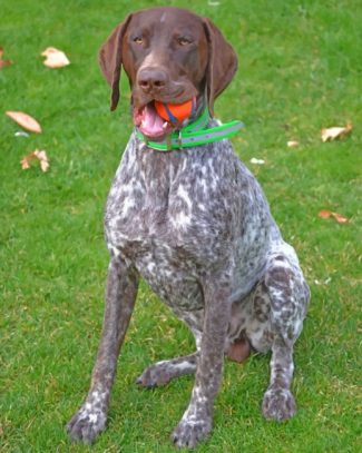 German Shorthaired Pointer Dog Diamond Painting