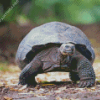 Giant Tortoise Diamond Painting