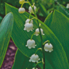 Lily Of The Valley Diamond Painting
