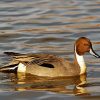 Northern Pintail In Water Diamond Painting