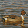 Northern Pintail In Water Diamond Painting