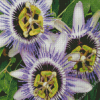 Passion Flowers Diamond Painting