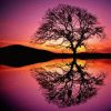 Reflection Tree By Water At Sunset Diamond Painting