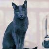 Russian Grey Cat Diamond Painting