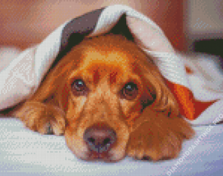 Cocker Dog With Blanket Diamond Painting