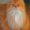 Cute Semi Longhair Diamond Painting