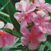 Pink Oleanders Diamond Painting