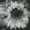 Black And White Sunflower Diamond Painting