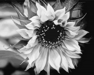 Black And White Sunflower Diamond Painting