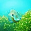 Bluegill Fish Underwater Diamond Painting