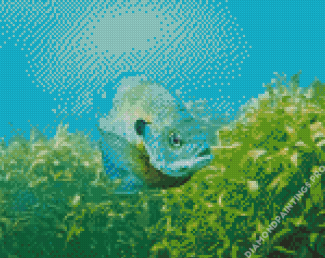 Bluegill Fish Underwater Diamond Painting