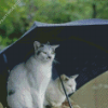 Cats Under Umbrella Diamond Painting