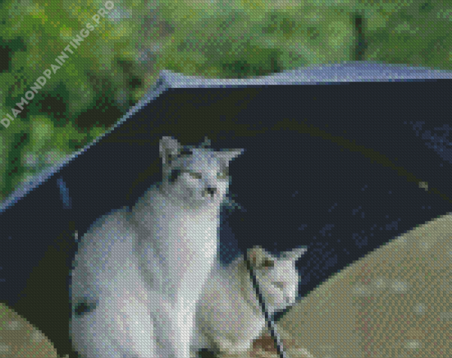 Cats Under Umbrella Diamond Painting