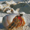 Hermit Crab Diamond Painting