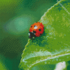 Ladybird Insect Diamond Painting