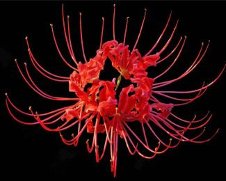 ed Spider Lily Flower Diamond Painting