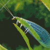 Aesthetic Lacewing Insect Diamond Painting