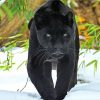 Black Jaguar In Snow Diamond Painting