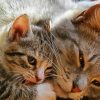 Cat And Kitten Cuddling Diamond Painting