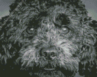 Close Up Black Poodle Puppy Diamond Painting