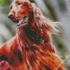 Irish Setter Dog Diamond Painting