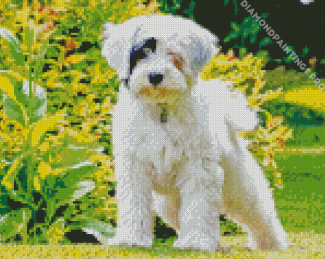 White Tibetan Terrier In Garden Diamond Painting