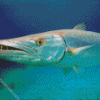 Barracuda Fish Underwater Diamond Painting
