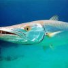 Barracuda Fish Underwater Diamond Painting