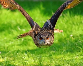 Flying Owl Diamond Painting