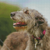 Close Up Irish Wolfhound Diamond Painting