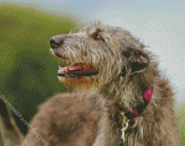 Close Up Irish Wolfhound Diamond Painting