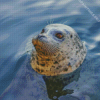 Harbor Seal Animal In Water Diamond Painting