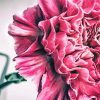 Pink Carnation Rose Diamond Painting