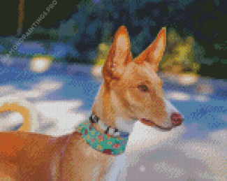 Podenco Dog Diamond Painting