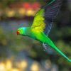 Rose Ringed Parakeet Bird Flying Diamond Painting