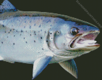 Sea Trout Fish Diamond Painting