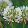 White Clover Plant Diamond Painting