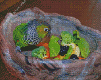 Black Capped Conure In Bowl Of Fruits Diamond Painting