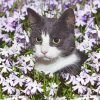 Aesthetic Tuxewdo Cat Flowers Diamond Painting