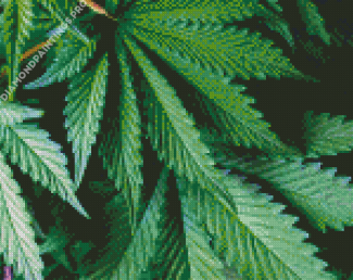 Cannabis Plant Diamond Painting