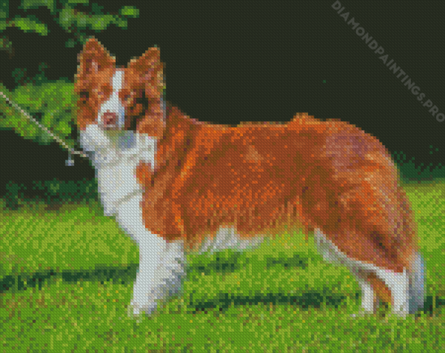 Cute Brown Border Collie Dog Diamond Painting