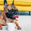 Dog Drink Coffee Diamond Painting