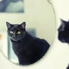Mirror Cat Reflection Diamond Painting
