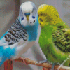 Parakeets Diamond Painting