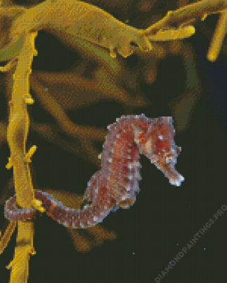 Sea Horse Underwater Diamond Painting