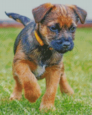 Border Terrier Puppy Dog Diamond Painting