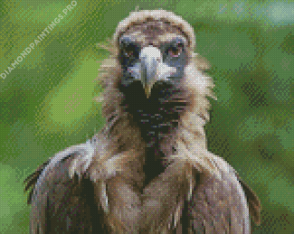 Vulture Bird Diamond Painting