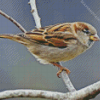 House Sparrow Bird Diamond Painting