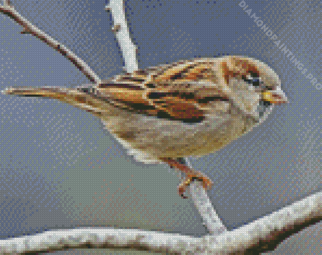 House Sparrow Bird Diamond Painting