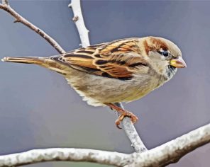 House Sparrow Bird Diamond Painting